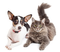 The Challenges and Benefits of Pet Ownership for Seniors